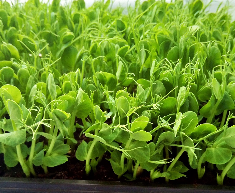 Pea Shoots